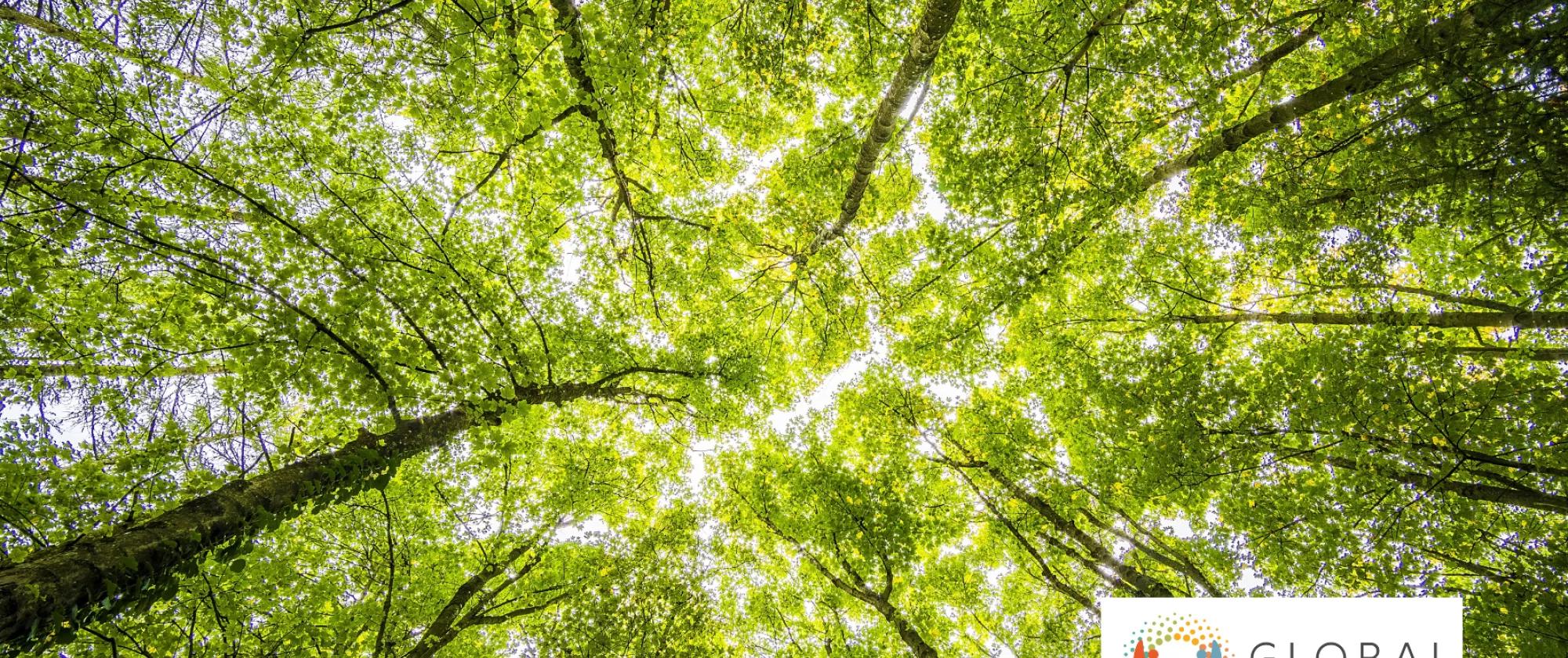 Canopy of trees - with Global Accelerator logo highlighted in lower corner