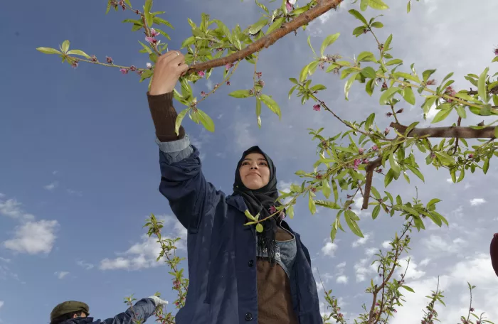 Agriculture project in Tunisia